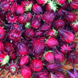 Load image into Gallery viewer, Sorrel Drink